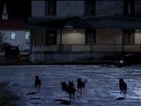 Click to watch 'Beware of the Dog' (popup) Millennium